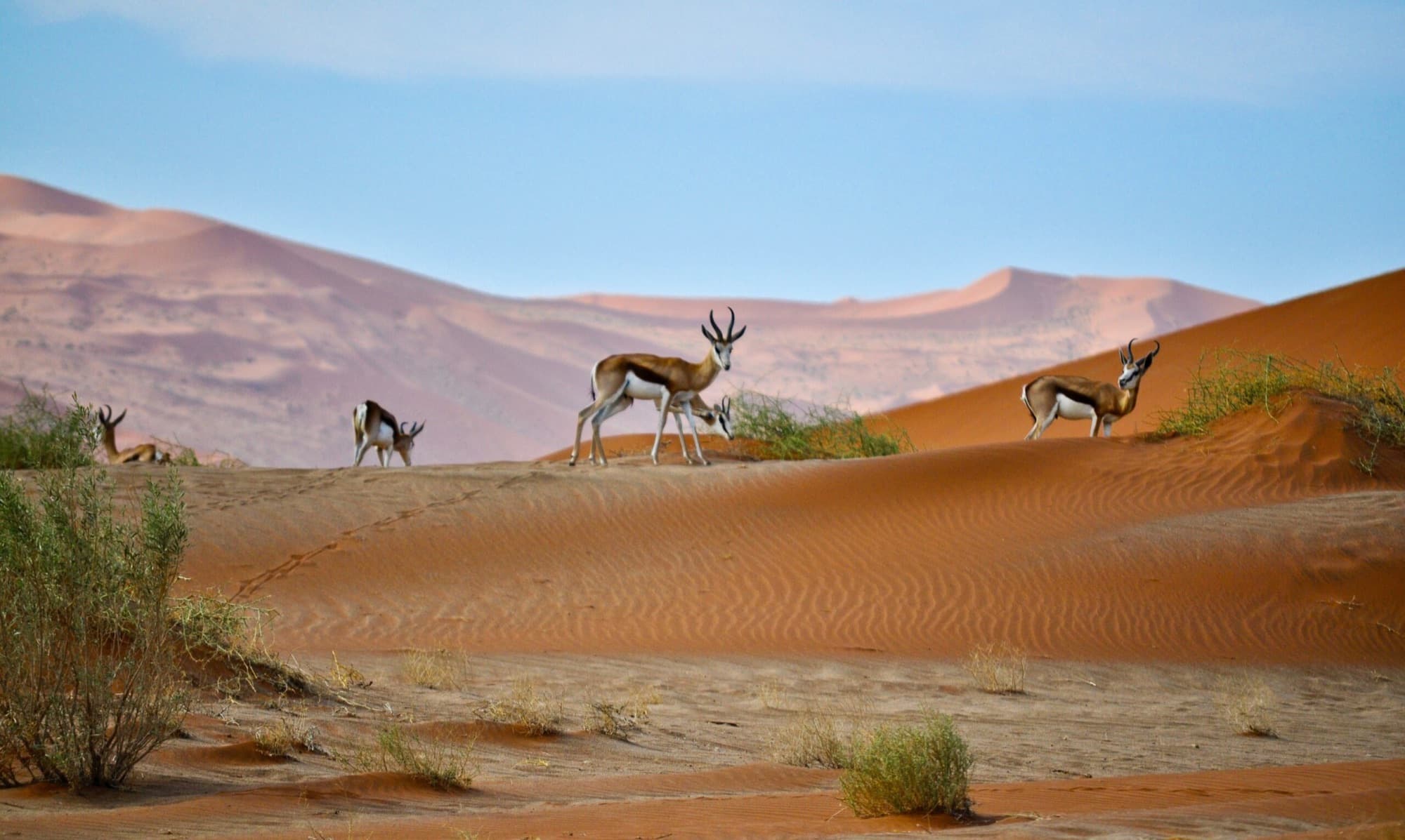 Safari gallery