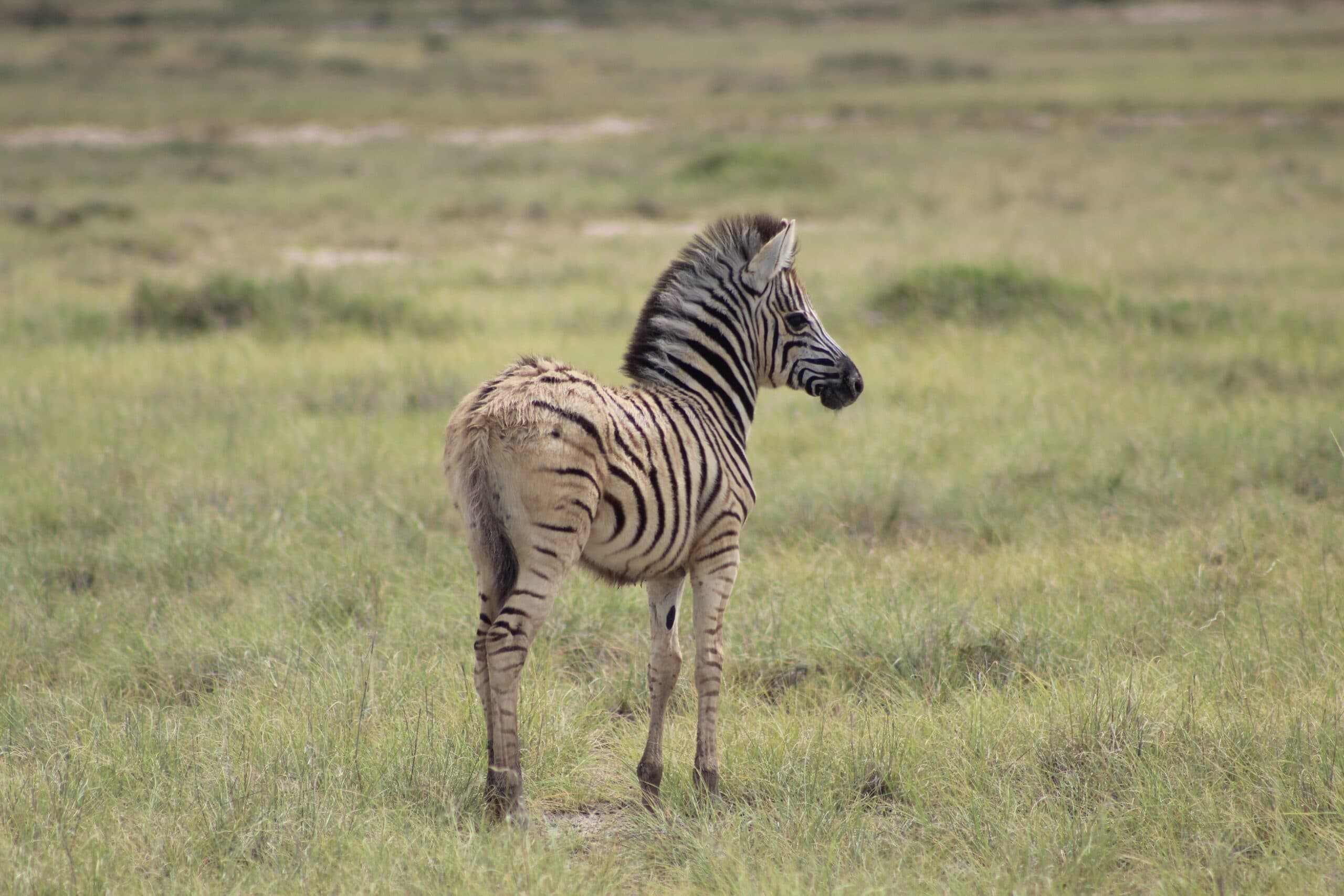 Safari gallery