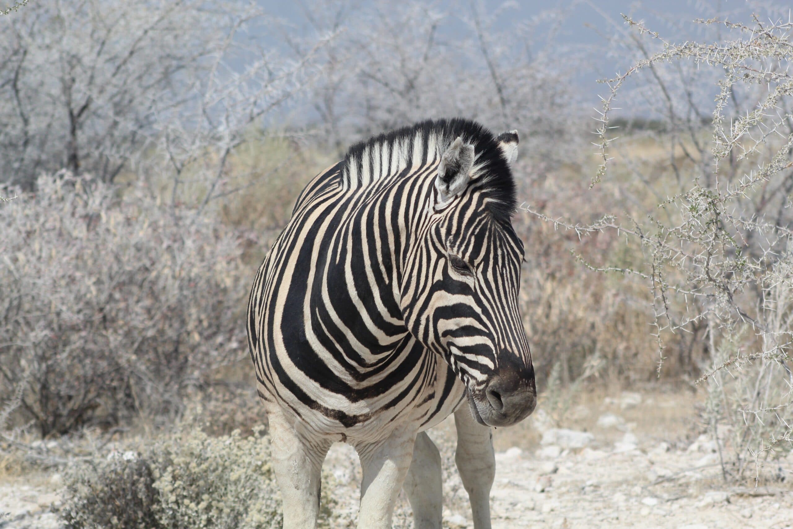 Safari gallery