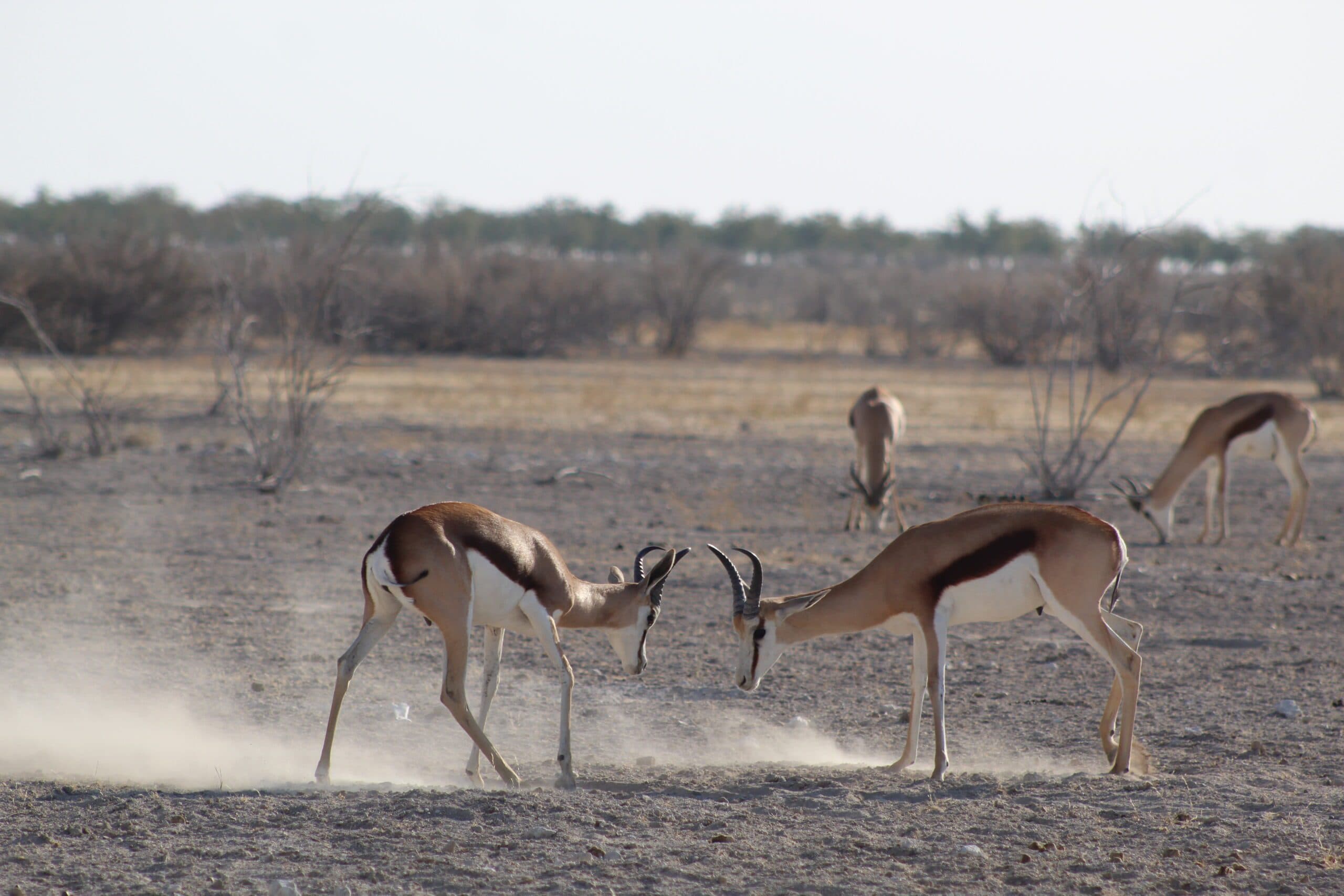 Safari gallery