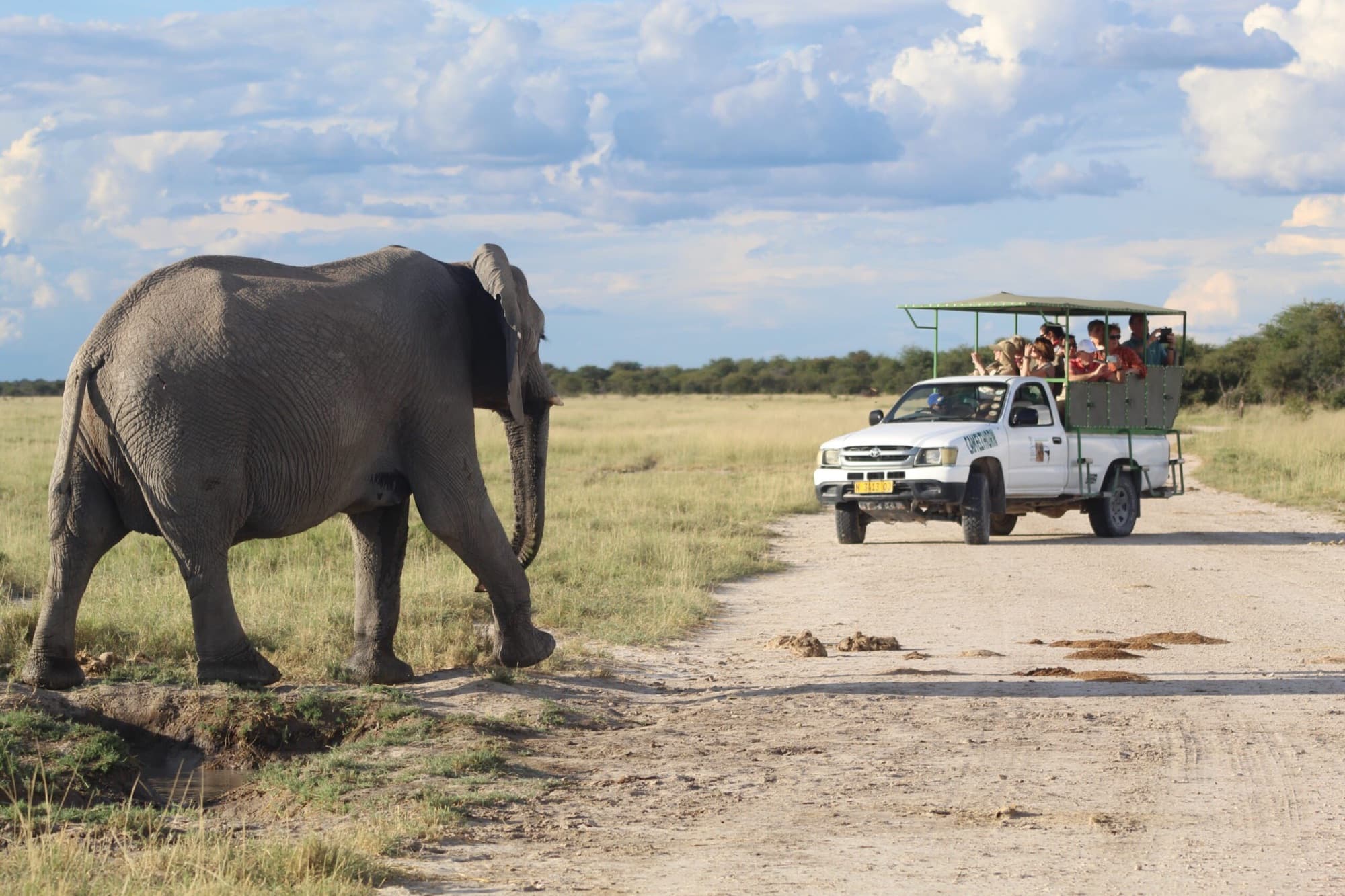Safari gallery