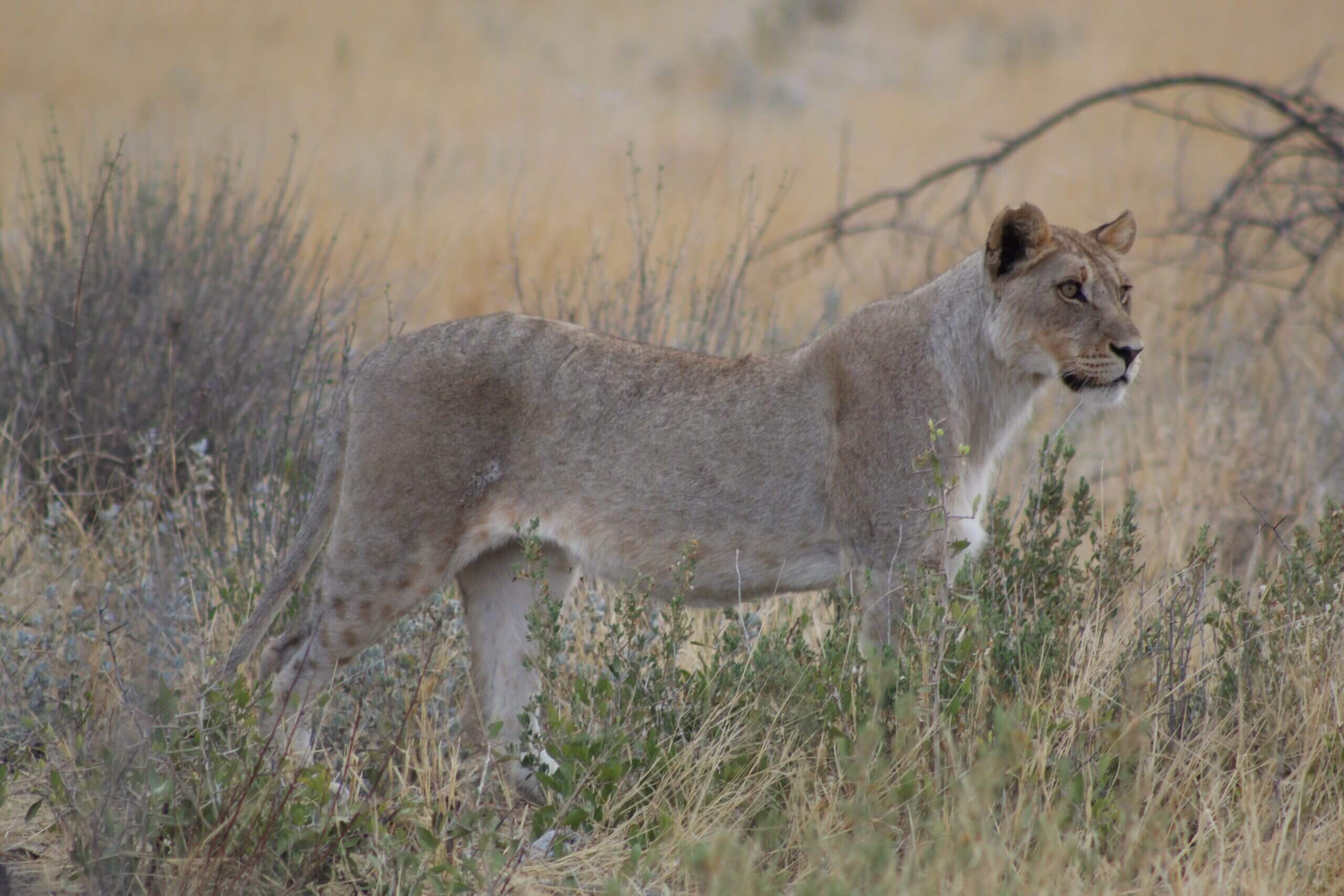 Safari gallery