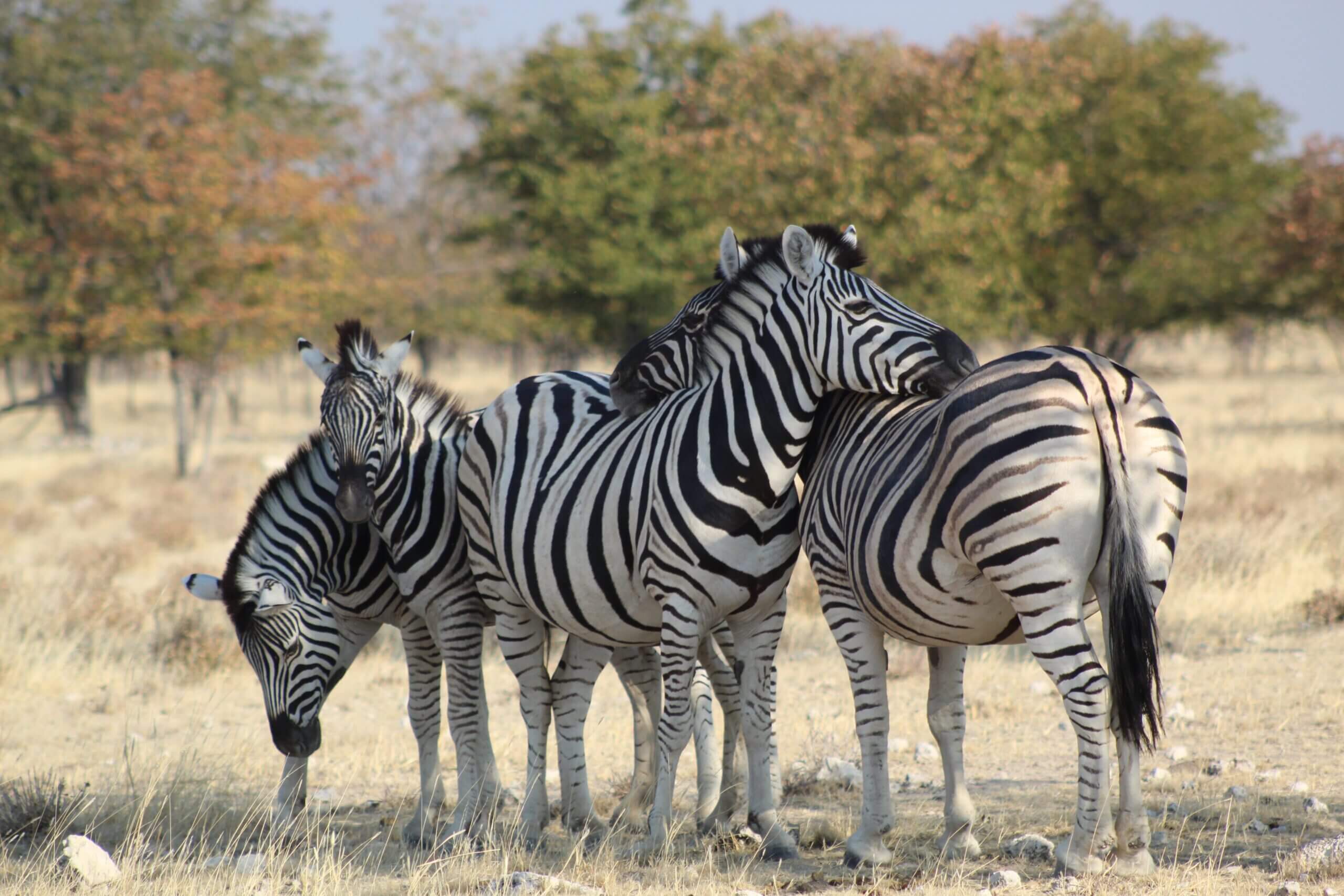 Safari gallery
