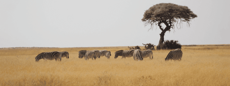 Safari gallery