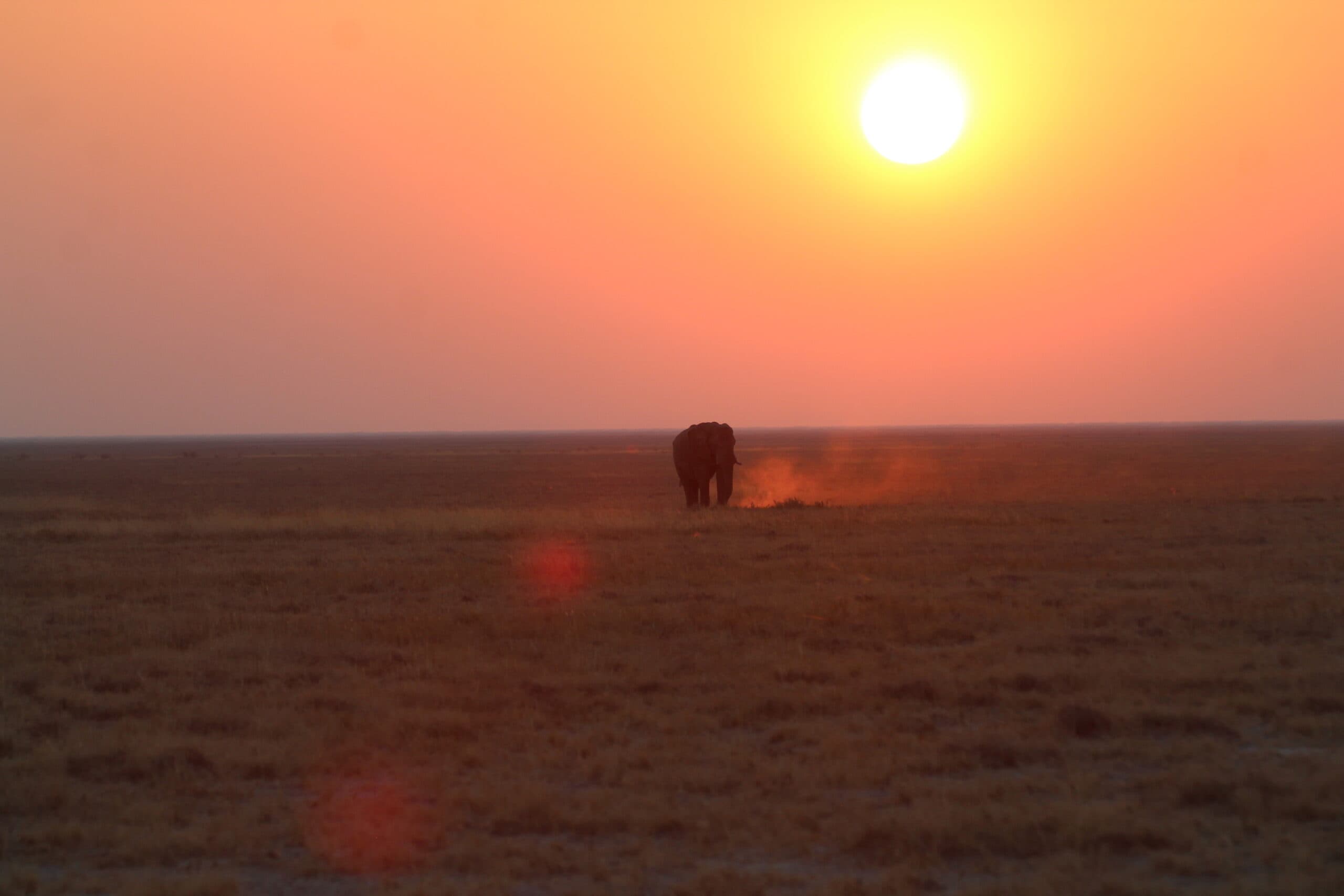 Safari gallery