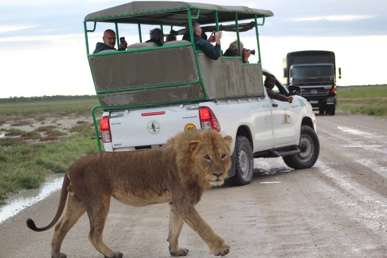 Safari gallery